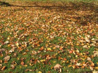 /album/fotogalerie-proste-krasne/rijen-08-6-jpg/